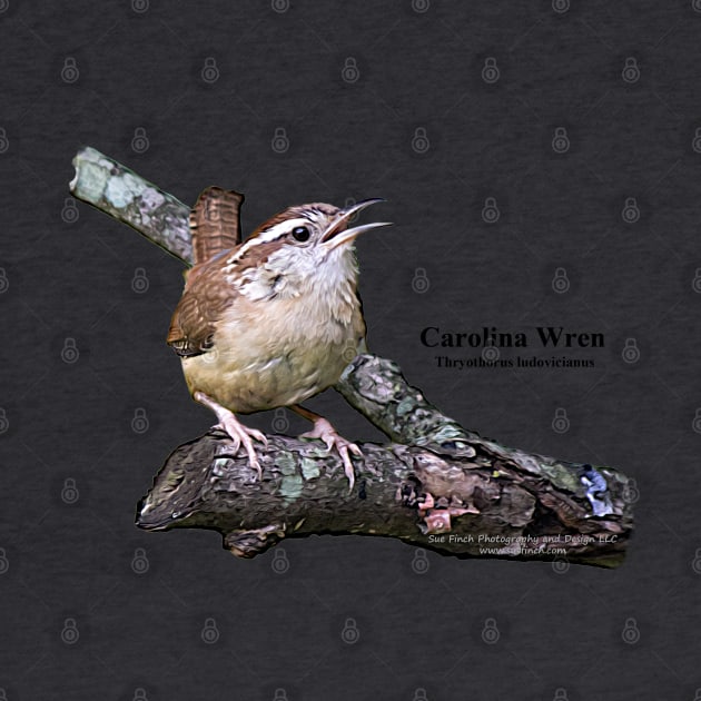 Carolina Wren by Sue Finch Photography and Design LLC